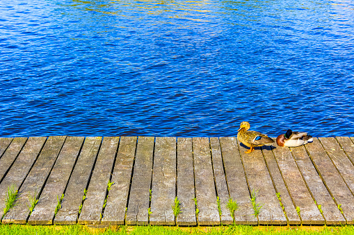 Mallard ducks preening on jetty in Germany.