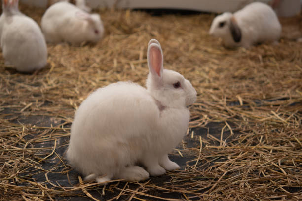 istock little rabbit on the hay 1458080445