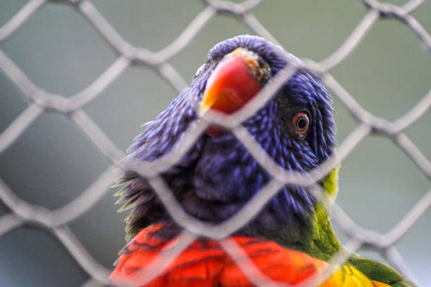 Close up of a bird in cage