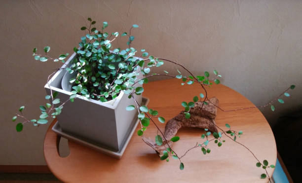 istock wire plants and driftwood on the table. 1458085616