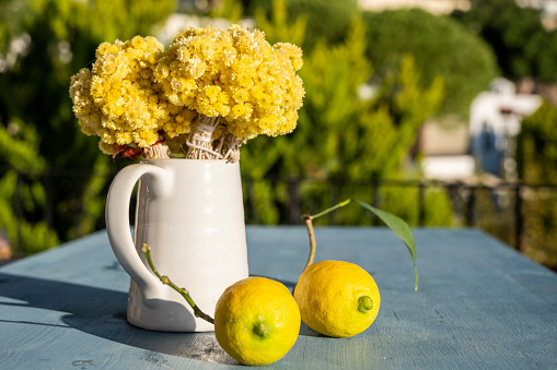 Various fresh ripe lemon fruits arranged arround a white vase with yellow dry Dwarf everlast (Helichrysum arenarium) flowers on blue wood table. Group of organic lemons under sunny warm light. Pure antioxidant vitamin C. Natural food background with copy space.