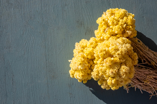 A gorgeous looking bunch of dried yellow Dwarf everlast (Helichrysum arenarium) flowers bagged together to a flower bouquet on blue wooden table in bright sunny sunlight. Beautiful background with copy space. Top view with natural shade.