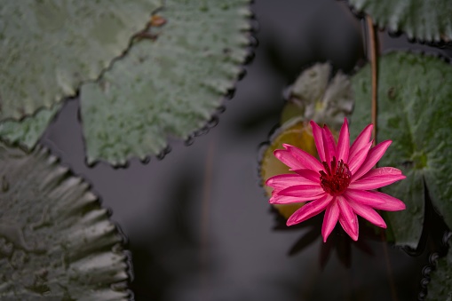 Water lily is a type of nymphaea which often found in tropical climate.