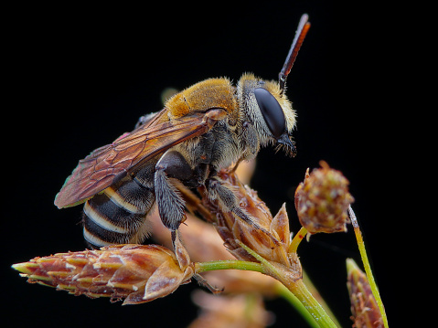 Macro image of Megachilidae (Wooly Wall Bee, Leafcutter Bee) perched on plants
