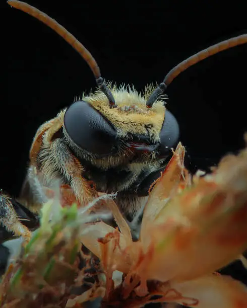 Macro image of Halictus (Halictidae Bee) This photo was taken in its natural habitat, Yogyakarta, 2022