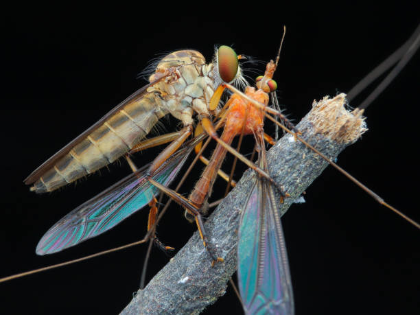 istock Macro photo of Robber Fly (Aslilidae) Eat Crane Fly (Tipulidae) 1458089895