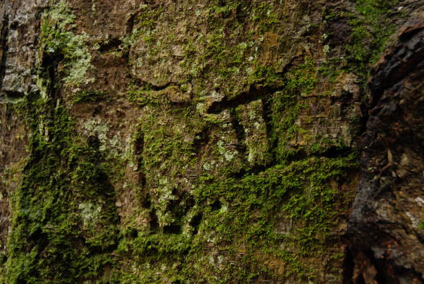 istock Closeup of moss bark with carvings 1458095449