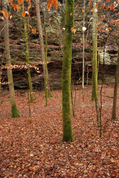 istock Tree trunks against the bluffs of a forest 1458095454
