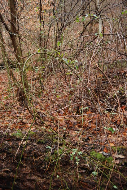 vid con hojas en el bosque - shawnee national forest fotografías e imágenes de stock