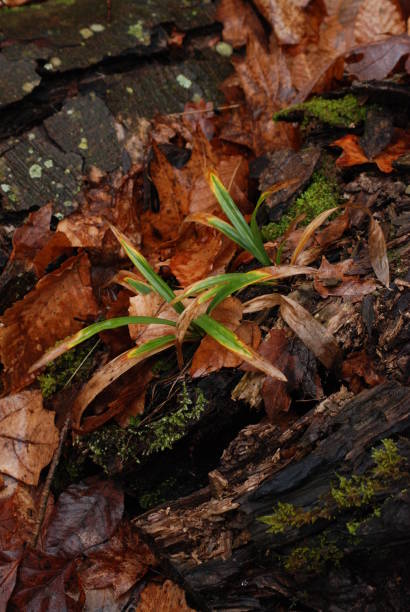 gras wächst aus laubunterholz - shawnee national forest stock-fotos und bilder