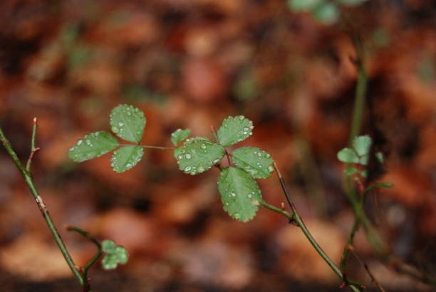 pequeñas hojas verdes con gotas de lluvia - shawnee national forest fotografías e imágenes de stock