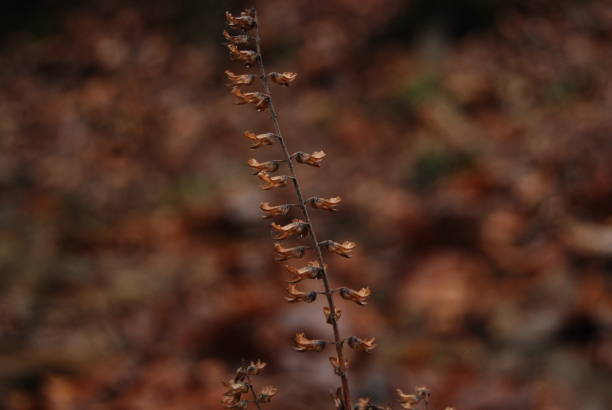 vertrocknet, nahaufnahme - shawnee national forest stock-fotos und bilder