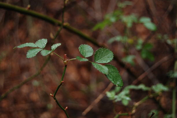 kleine grüne blätter mit regentröpfchen - shawnee national forest stock-fotos und bilder