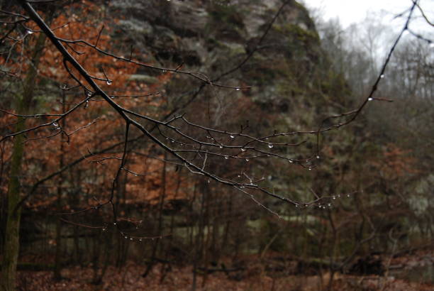 regentropfen auf ästen im winter - shawnee national forest stock-fotos und bilder