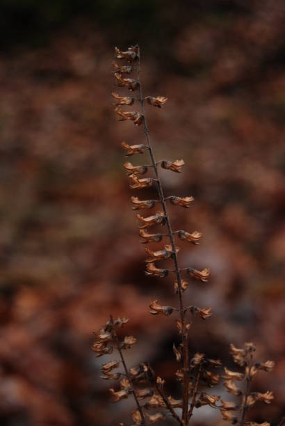 vertrocknet, nahaufnahme - shawnee national forest stock-fotos und bilder