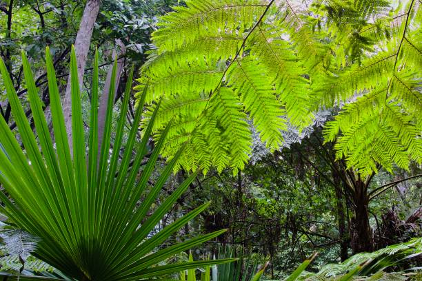 istock Green fern and palm leaf 1458099299
