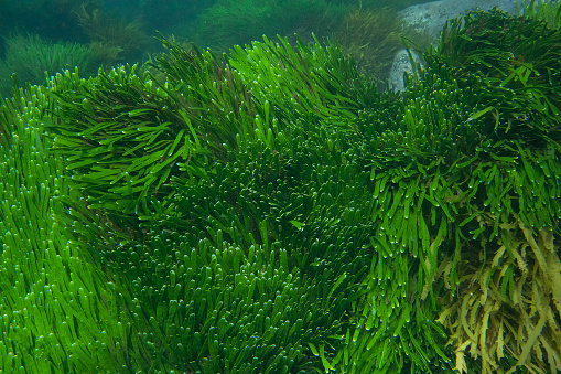 Dense thickets of green marine grass Posidonia, on blue water background. Green seagrass Mediterranean Tapeweed or Neptune Grass (Posidonia). Mediterranean underwater seascape. Mediterranean Sea, Cyprus