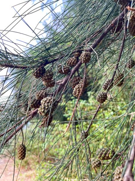 istock Casuarina cunninghamiana. River oak. River she oak. She oak. 1458105426