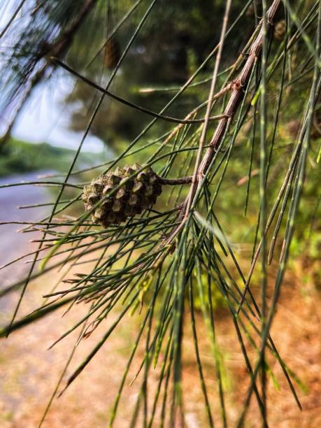 Casuarina cunninghamiana. River oak. River she oak. She oak.