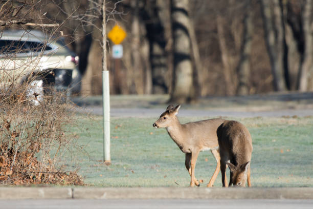 Wild white-tailed deer grazing in a parking lot
