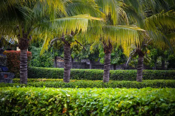 Natural Landscape View Fresh Green Of Coconut Trees In The Garden Park