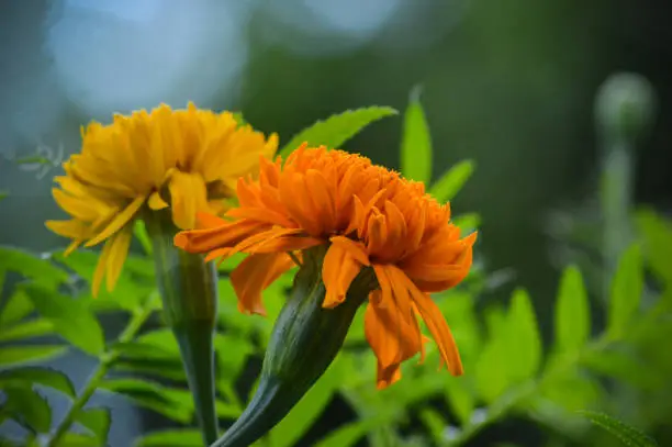 Close Up Macro View Two Orange Flowers Of Marigold Or Tagetes Flower Plant Among The Leaves