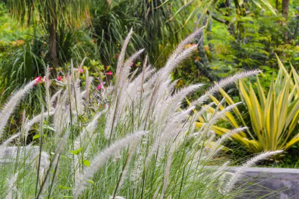 Close Up Sweet View White Flowers Of Miscanthus Sinensis Or Maiden Grass Ornamental Plants In The Garden