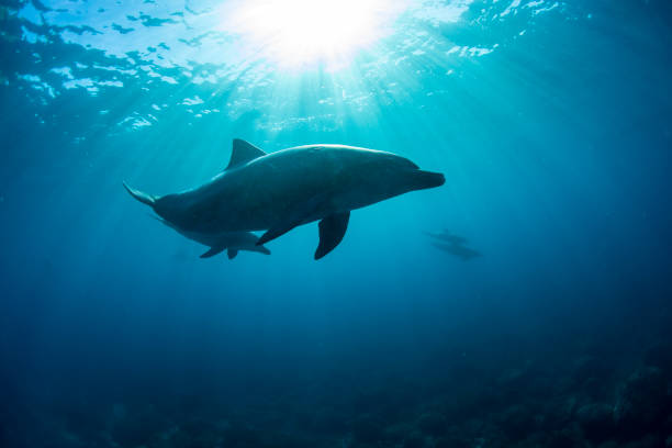 istock Sunlight and parent and child wild dolphins 1458112490