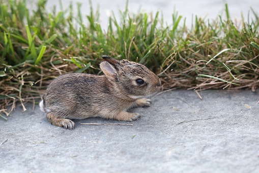 Closeup shots of a newborn eastern cottontail rabbit baby in Philadelphia suburb, Pennsylvania