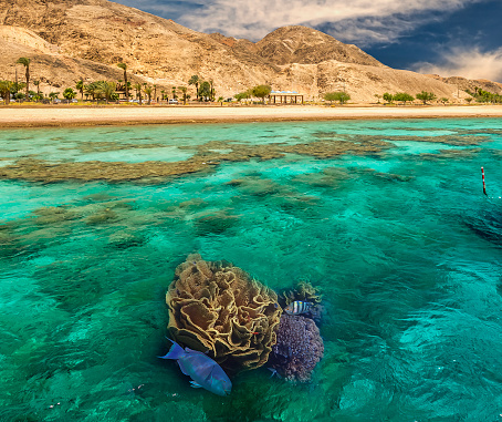 Coral reefs of the Red Sea and foreground of wooden footpath as a copy space for web banner