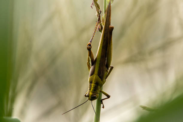 une sauterelle perchée sur un brin d’herbe - blade of grass flash photos et images de collection