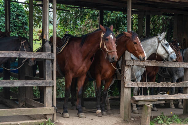 istock horses in a stable on a farm 1458121556