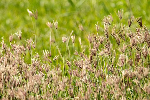Nut grass growing green among the meadow pasture