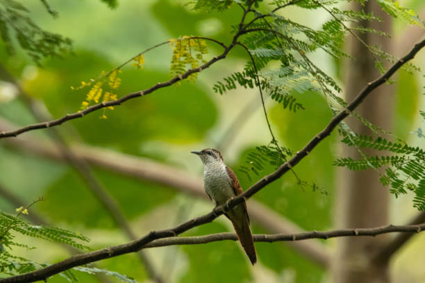 istock A banded bay cuckoo or bay-banded cuckoo 1458124593