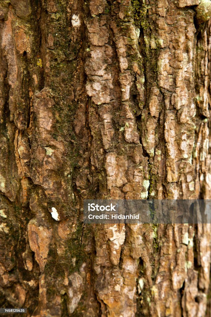 A bark of the tree A bark of the tree from stem of woody plant also called rhytidome with hard textures of its surface Aging Process Stock Photo