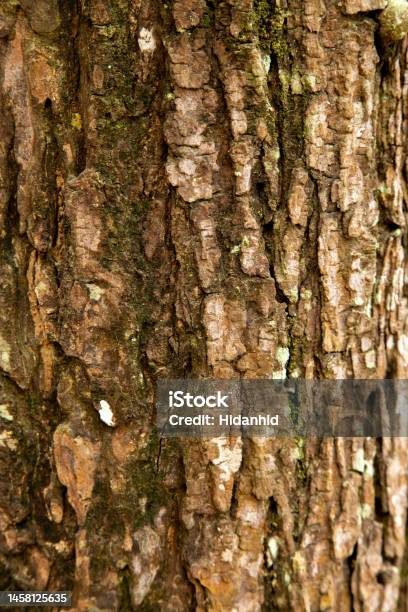 A Bark Of The Tree Stock Photo - Download Image Now - Aging Process, Backgrounds, Barn