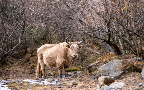 istock wild animal Yak 1458128435