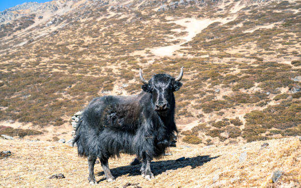 istock wild animal Yak 1458129441