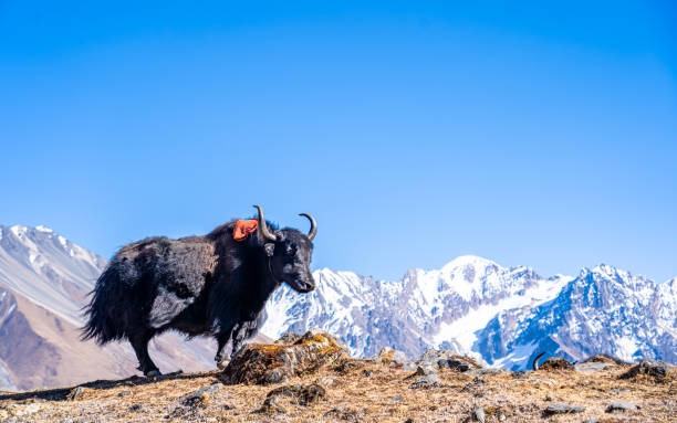 istock wild animal Yak 1458129488