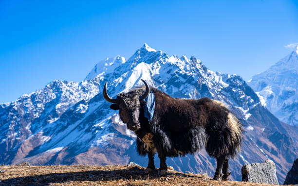 istock wild animal Yak 1458129490