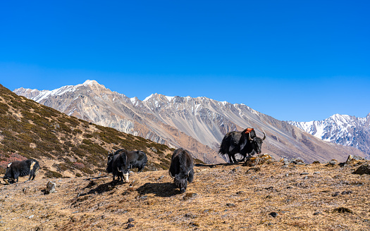wild animal Yak standing on Mountain hill during winter season at Gorkha, Nepal.
