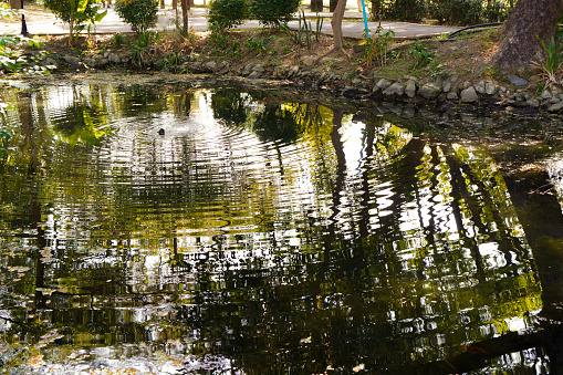 An image showing the propagation of ripples in a pond in a park while oxygenating the water.