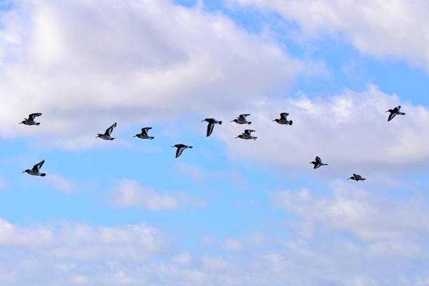 istock Low Angle View Of Birds Flying In Sky 1458138353