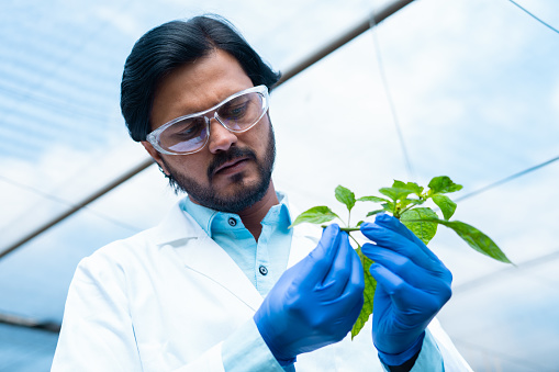 Close up shot of agro scientist or botanist checking plant sample at greenhouse - concept of medical research, biotechnology and research.