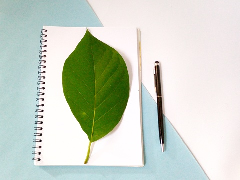 Flat lay, top view office table white desk. Workspace with notepad, pen, green leaf, and on white and blue background.