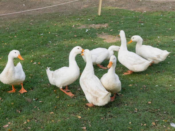 istock White goose standing on the green grass on the farm 1458142345
