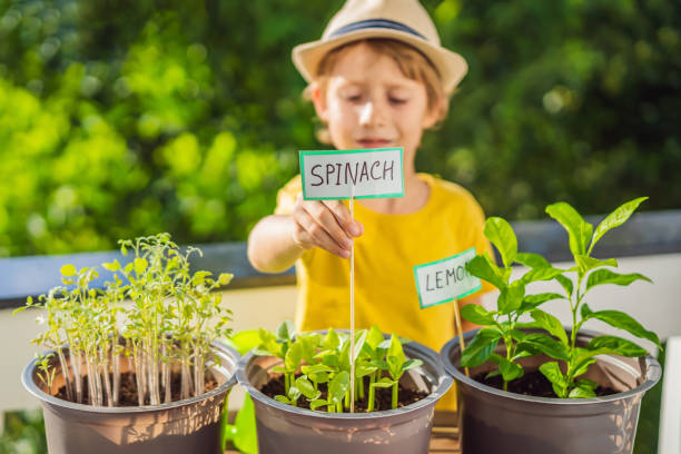istock The boy is doing gardening on his balcony. Natural development for children 1458144265