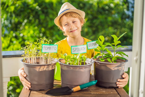 The boy is doing gardening on his balcony. Natural development for children