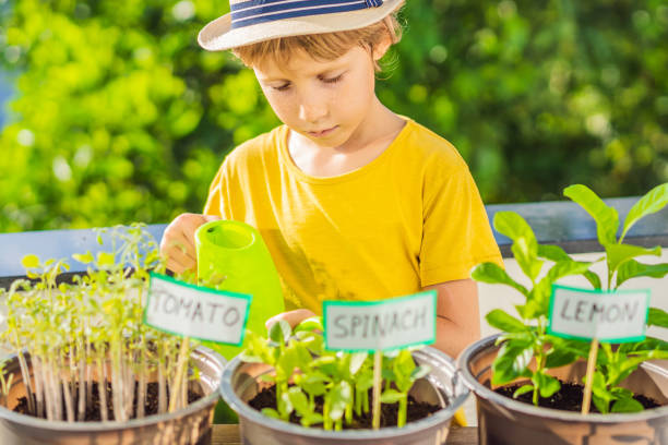 The boy is doing gardening on his balcony. Natural development for children.
