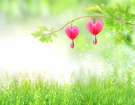 Два сердца в форме цветов висят на ветке. Розовые цветы дицентра на зеленом естественном фоне. День Святого Валентина